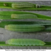 thym sylvestris larva3 volg